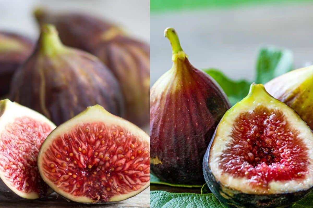 குளிர்கால டயட்டில் உலர்ந்த அத்திப்பழம் சேர்க்க சொல்ல என்ன காரணம் தெரியுமா..? விளக்கம்!