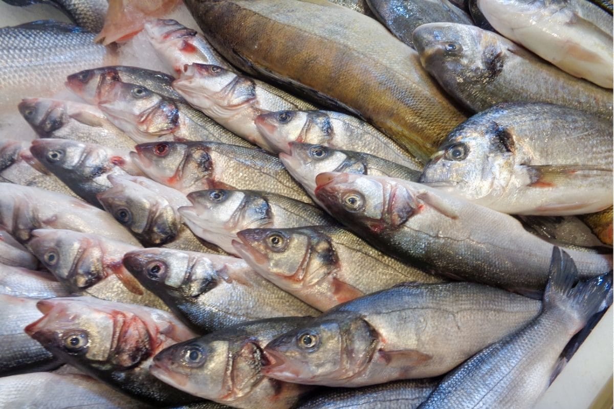 Fish Benefits | நீரிழிவு முதல் மாரடைப்பு வரை... பல்வேறு அபாயங்களை குறைக்கும் அற்புத மீன்கள்!