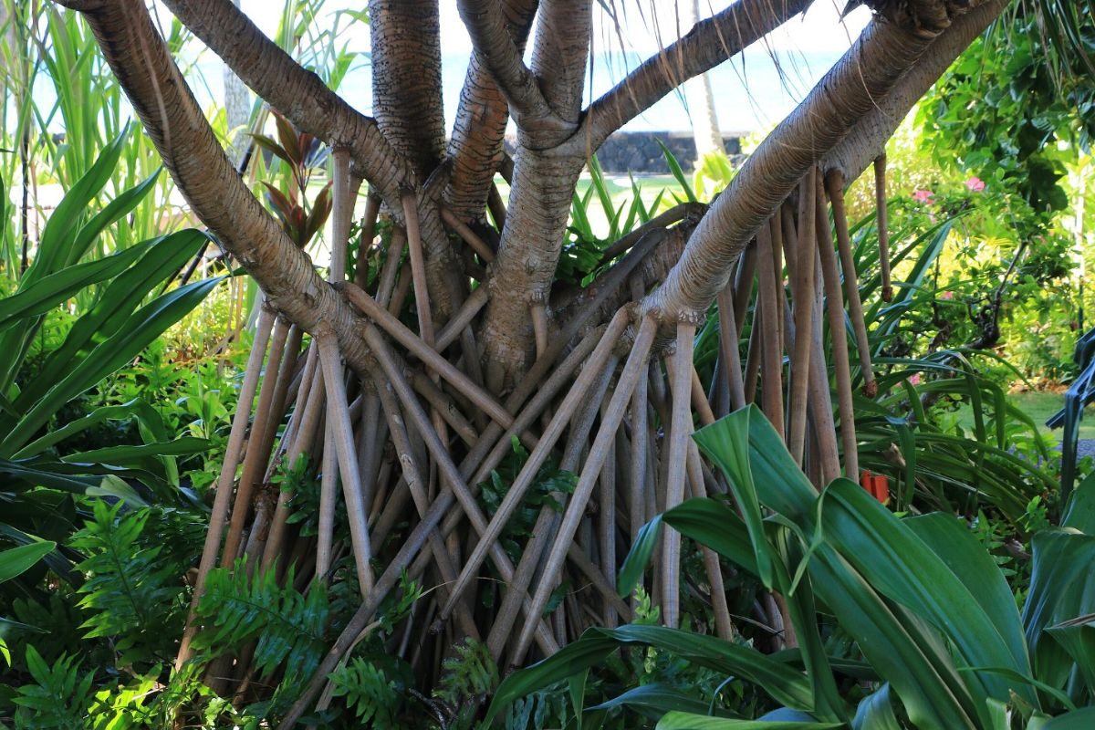 Crawling Tree The walking tree of Central and South American rainforests moves using ...
