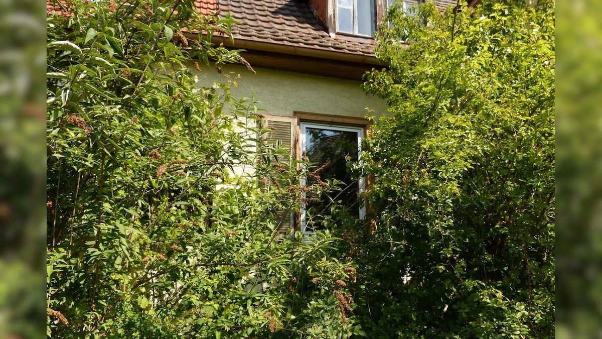 இந்த 4 மரங்களை உங்கள் வீட்டின் அருகே வளர்த்து விடாதீர்கள்.. கட்டிடத்தை அடியோடு பெயர்த்து விடும்… | ட்ரெண்டிங் - News18 தமிழ்