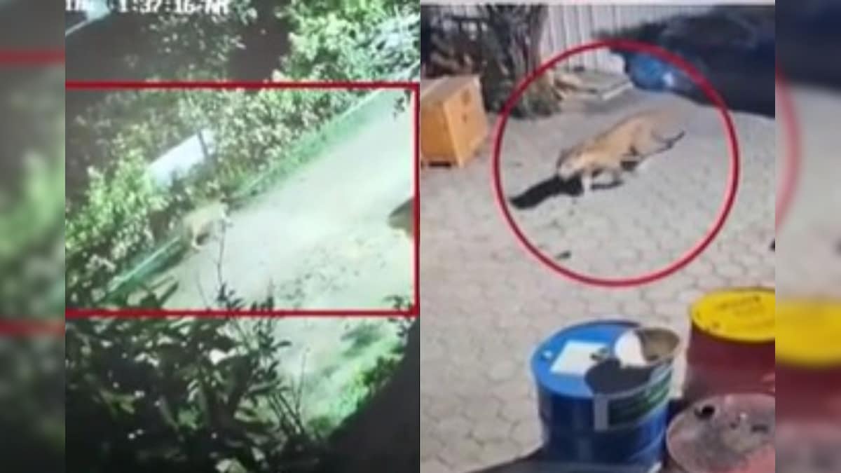 கோவை தெருக்களில் ஹாயாக வலம்வரும் சிறுத்தைகள்... ஷாக் வீடியோக்கள்... உண்மை என்ன? | தமிழ்நாடு - News18 தமிழ்