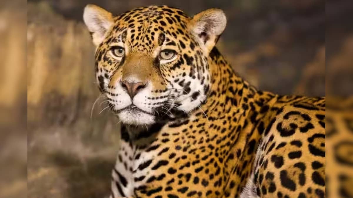 விழுப்புரம் கிராமங்களில் சிறுத்தை நடமாட்டம்.. கூண்டு வைத்து வனத்துறையினர் தீவிர கண்காணிப்பு! | தமிழ்நாடு - News18 தமிழ்