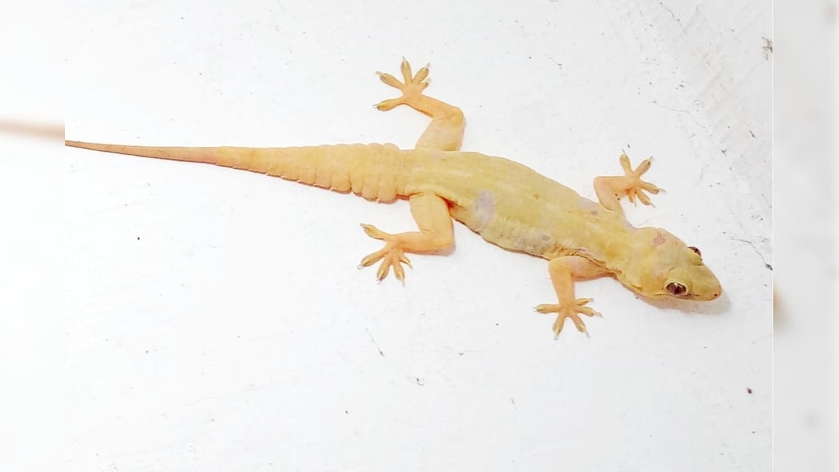 Lizards | வீட்டு பல்லிகள் விஷத்தன்மை கொண்டவையா? பல்லி கடித்தால் எப்போது மருத்துவரை அணுக வேண்டும்? | லைஃப்ஸ்டைல் - News18 தமிழ்