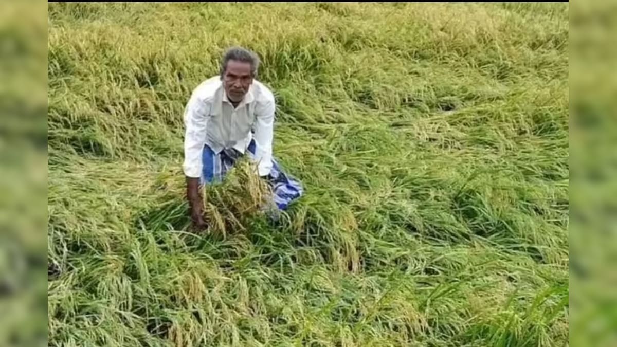 மழையால் பாதிக்கப்பட்ட பயிர்களுக்கு ரூ.289.63 கோடி நிவாரணம் – தமிழ்நாடு அரசு | தமிழ்நாடு - News18 தமிழ்