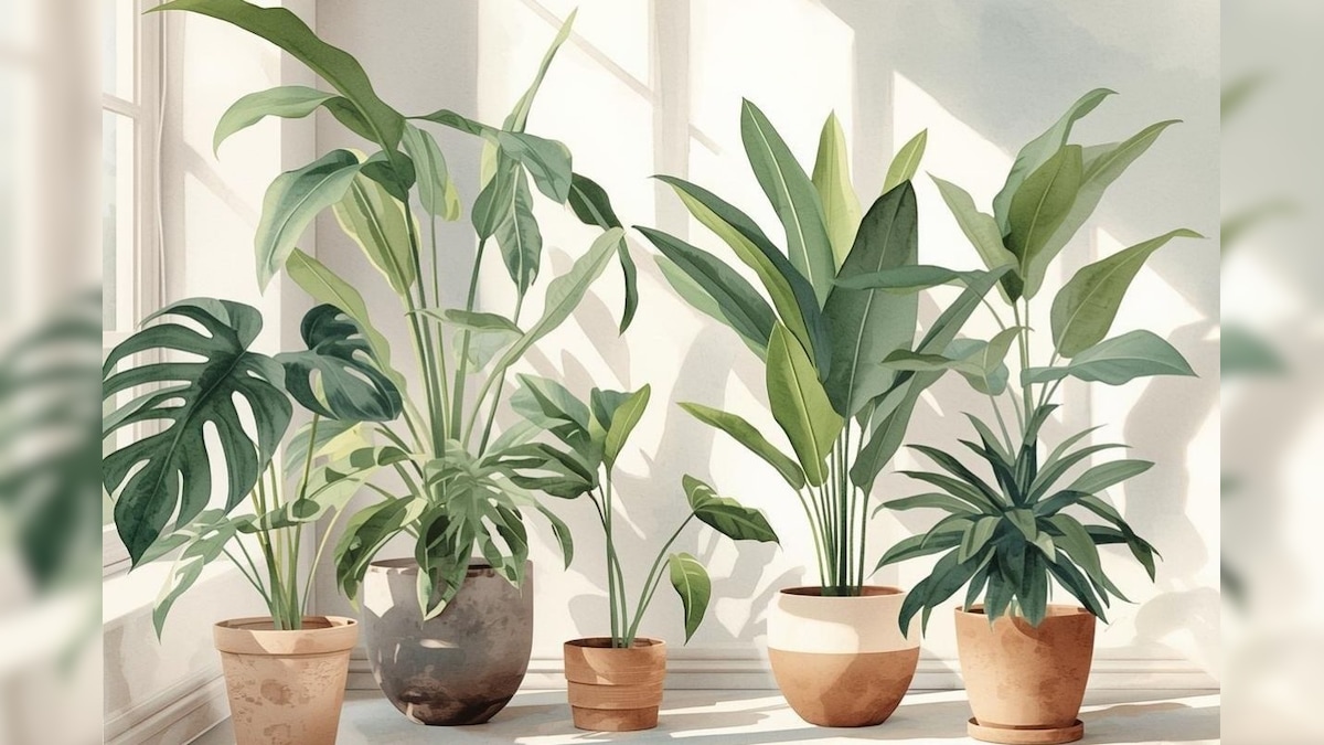 நல்ல தூக்கம் வேண்டுமா? அப்போ உங்க ரூமில் இந்த 5 செடிகளை வளர்க்கலாம்! | Indoor Plants | லைஃப்ஸ்டைல் - News18 தமிழ்