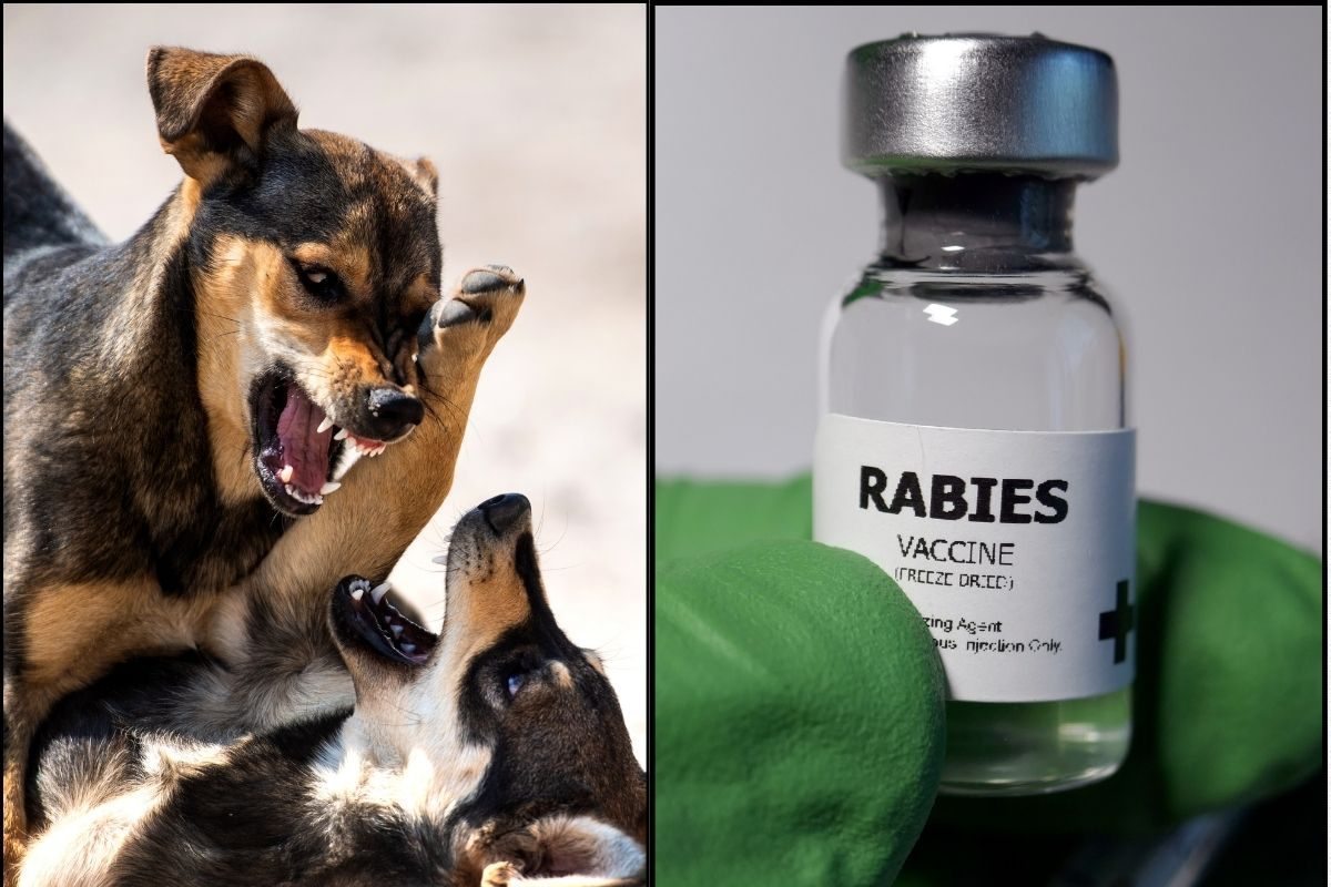 அபய்ராப் ரேபிஸ் தடுப்பூசி: ஆஸி. அரசு சொன்ன அதிர்ச்சி அலர்ட்... மறுத்த இந்திய நிறுவனம்! நடந்தது என்ன?