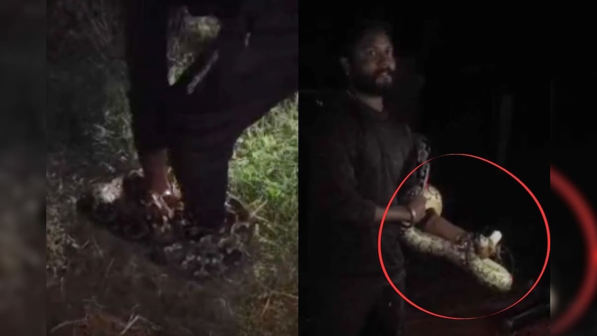 வீட்டில் புகுந்த 7 அடி நீள மலைப்பாம்பு.. பிடிக்க சென்ற பாம்பு பிடி வீரருக்கு அதிர்ச்சி.. என்ன நடந்தது? | தமிழ்நாடு - News18 தமிழ்