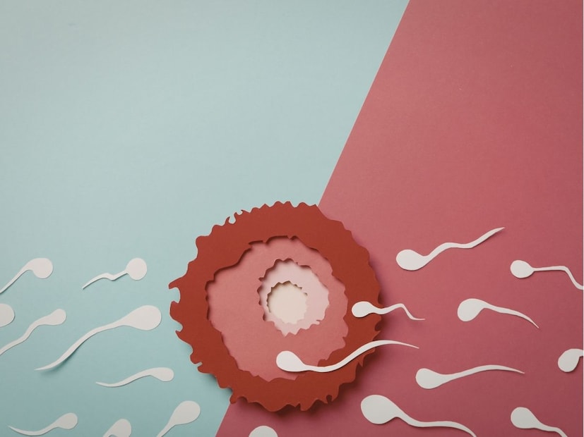 இந்த விந்தணுக்களை தானமாக அளித்த நபர், தான் மாணவனாக இருந்த 2005 காலத்திலிருந்து, 2023 வரை தற்போது வரை என 17 ஆண்டுகளாக தானமளித்திருப்பது குறிப்பிடத்தக்கது. இவரது உடலில் இந்த TP53 மரபணு பிறழ்வு பெரிதாக இல்லையென்றாலும்கூட, இவரது விந்தணுவில் 20% இந்த பிறழ்வு இருப்பது சமீபத்திய ஆய்வுகளில் உறுதியாகியுள்ளது. என்னதான் இவருக்கு 20% தான் பிறழ்வு என்றாலும், பாதிக்கப்பட்ட குழந்தைகளுக்கு அவர்களின் ஒவ்வொரு செல்லிலும் இது இருக்குமென்பது, சோகம் தரும் விஷயமாக உள்ளது. இந்த விந்தணுக்களை தானமாக அளித்த நபர், தான் மாணவனாக இருந்த 2005 காலத்திலிருந்து, 2023 வரை தற்போது வரை என 17 ஆண்டுகளாக தானமளித்திருப்பது குறிப்பிடத்தக்கது. இவரது உடலில் இந்த TP53 மரபணு பிறழ்வு பெரிதாக இல்லையென்றாலும்கூட, இவரது விந்தணுவில் 20% இந்த பிறழ்வு இருப்பது சமீபத்திய ஆய்வுகளில் உறுதியாகியுள்ளது. என்னதான் இவருக்கு 20% தான் பிறழ்வு என்றாலும், பாதிக்கப்பட்ட குழந்தைகளுக்கு அவர்களின் ஒவ்வொரு செல்லிலும் இது இருக்குமென்பது, சோகம் தரும் விஷயமாக உள்ளது.