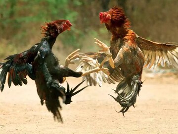 ஆந்திரா சேவல் சண்டை