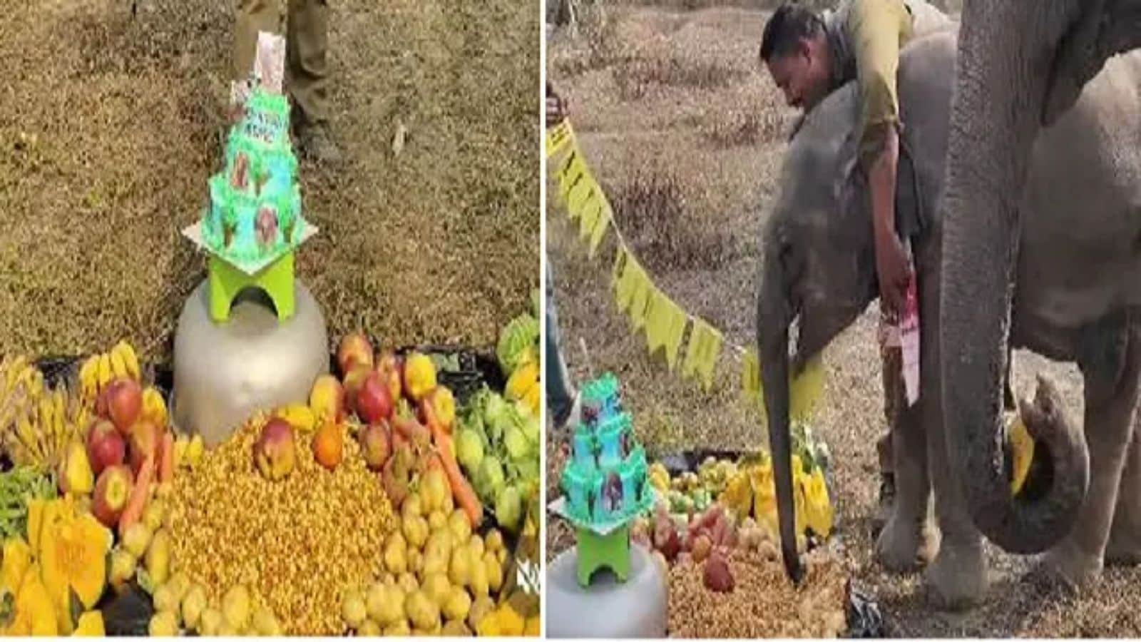 குட்டி யானையின் பிறந்தநாள் கொண்டாட்டம்...! வைரலாகும் வீடியோ... | Trending News (ட்ரெண்டிங் செய்திகள்) - News18 தமிழ்