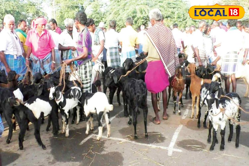 ஆட்டுச்