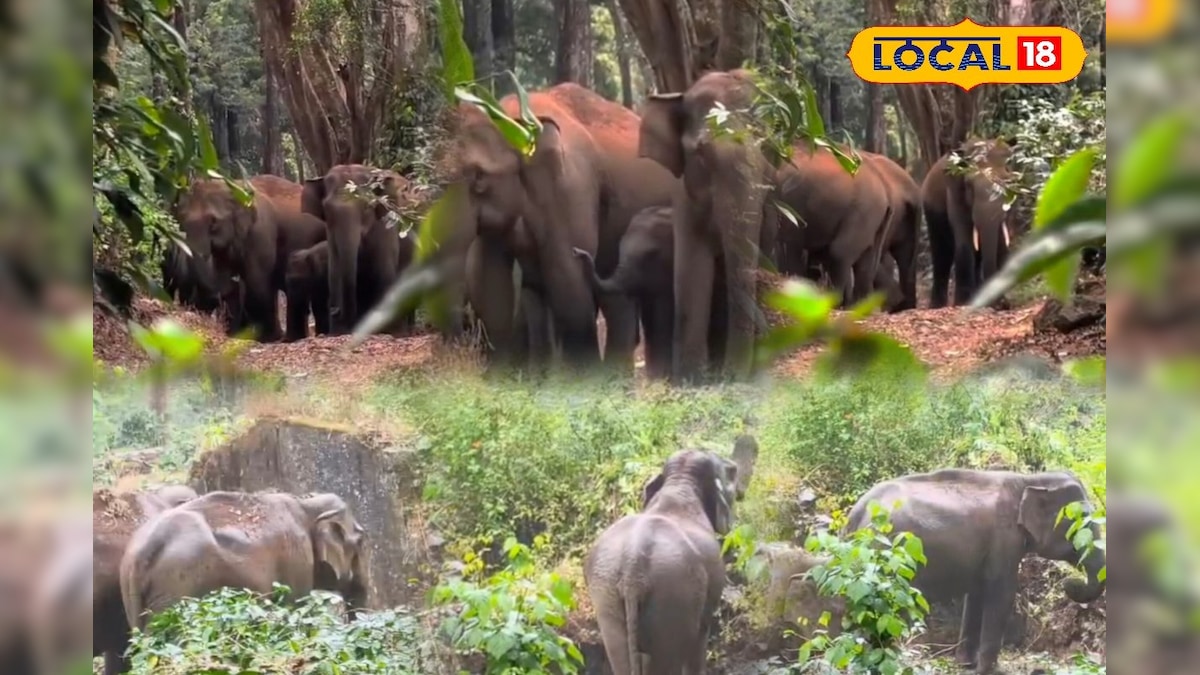 ஓவேலி அருகே கூட்டமாக உலா வந்த காட்டு யானைகள்... பீதியில் உறைந்த பொதுமக்கள்... | நீலகிரி - News18 தமிழ்