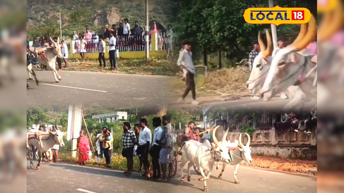 சீறிப்பாய்ந்த காளைகள்... பொறிபறந்த சாலைகள்... செண்பகராமன்புதூரில் களைகட்டிய ரேக்ளா ரேஸ்... | கன்னியாகுமரி - News18 தமிழ்