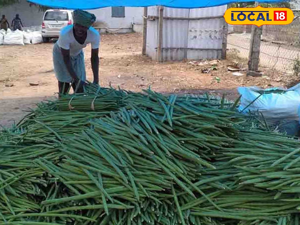 பனிப்பொழிவு தாக்கம்... மதுரை மாட்டுத்தாவணியில் முருங்கைக்காய் கிலோ ரூ.400 | வணிகம் போட்டோகேலரி - News18 தமிழ்