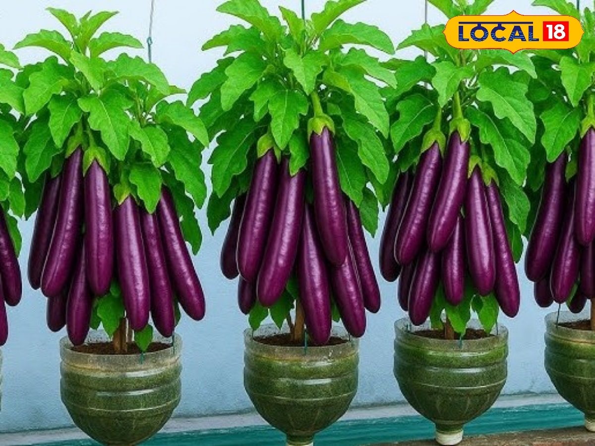 சமையல் மட்டுமல்ல மருந்து குணம் கொண்ட தெய்வீக பிரசாதம்... இந்த வகை கத்திரிக்காய் கேள்விப்பட்டிருக்கீங்களா? | Tirunelveli Photogallery (திருநெல்வேலி போட்டோகேலரி) - News18 தமிழ்