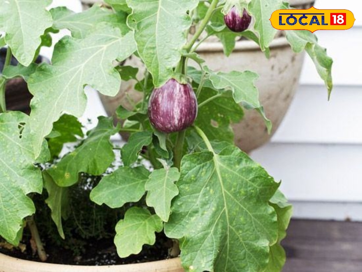 GI மதிப்பு பெற்ற தமிழ்நாட்டின் ஒரே கத்தரிக்காய்…பிரியாணி தால்சாவுக்கு ஸ்பெஷல்… எங்கு விளையுது தெரியுமா? | வணிகம் போட்டோகேலரி - News18 தமிழ்