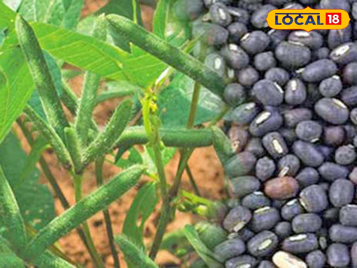 உளுந்து பயிரிட்டீங்களா.?  - புதுக்கோட்டை விவசாயிகளுக்கு புதிய திட்டம் வந்தாச்சு... | Agriculture Stories Photogallery (வேளாண்மை போட்டோகேலரி) - News18 தமிழ்