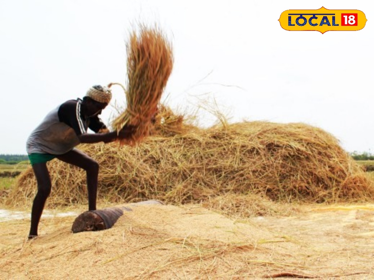 விவசாயிகளே... நெல் விற்பனை சவாலுக்கு தீர்வு வந்தது - அரசு கொண்டு வந்த புதிய யுக்தி... | தமிழ்நாடு போட்டோகேலரி - News18 தமிழ்