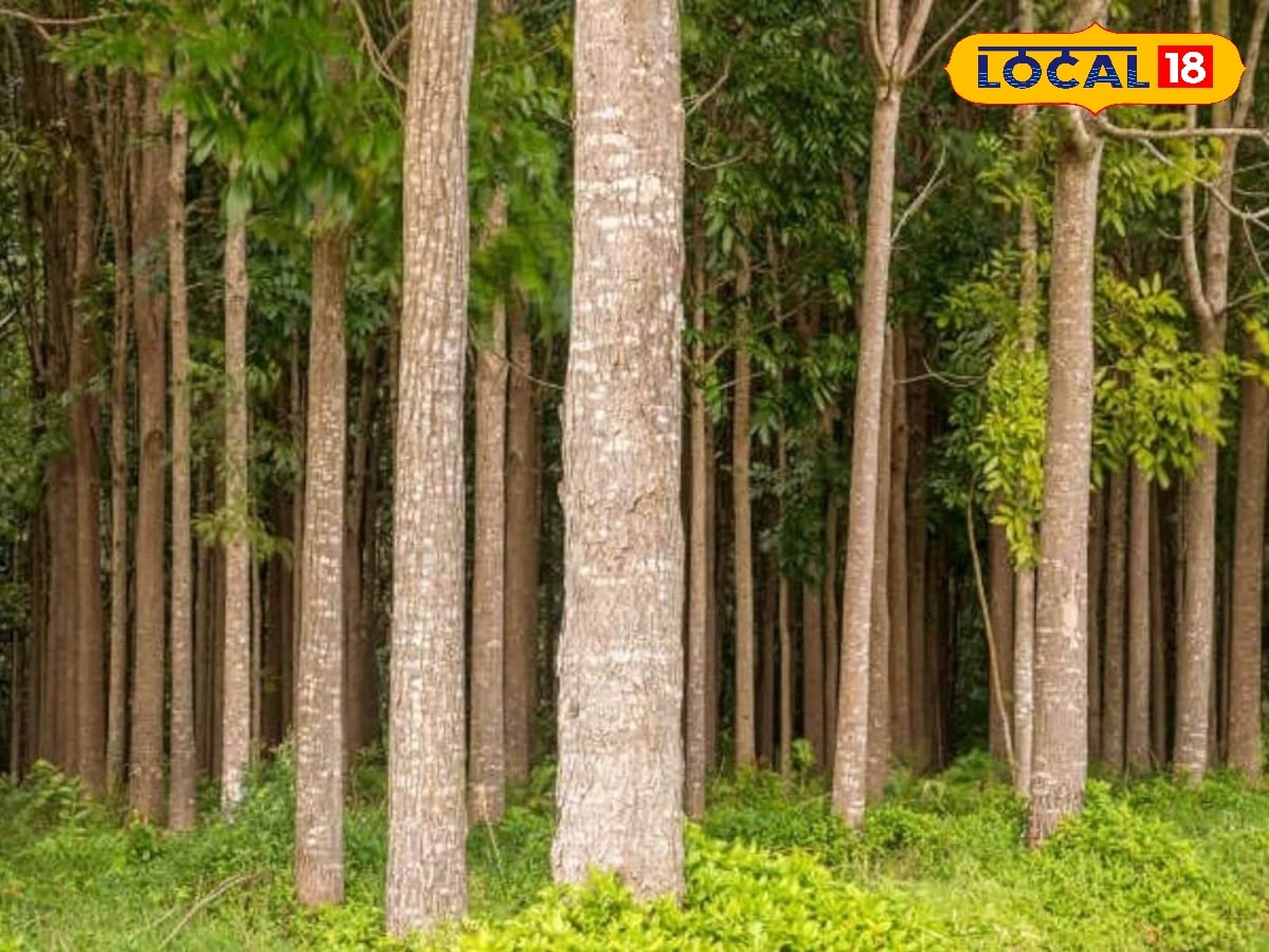 மரப்பயிர் நடவு செய்ய போறீங்களா.? மகோகனி மரம் தான் நம்பர்–1 சாய்ஸ்... | வணிகம் போட்டோகேலரி - News18 தமிழ்