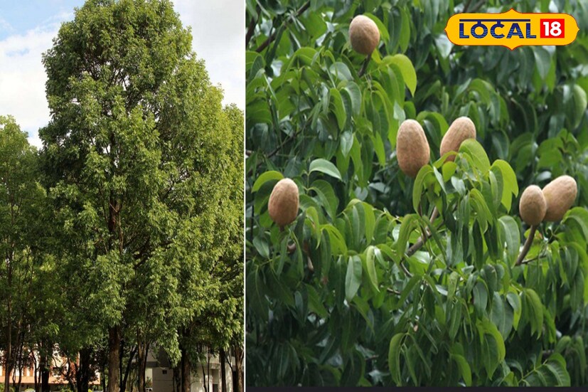 மரப்பயிர் சாகுபடி