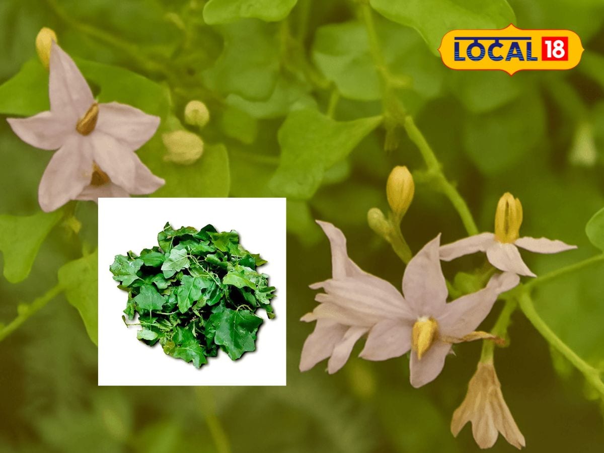 ஒரு கைப்பிடி இலை… பல நோய்களுக்கு தீர்வு - மருத்துவ சக்தி கொண்ட தூதுவளை | Chennai Photogallery (சென்னை போட்டோகேலரி) - News18 தமிழ்