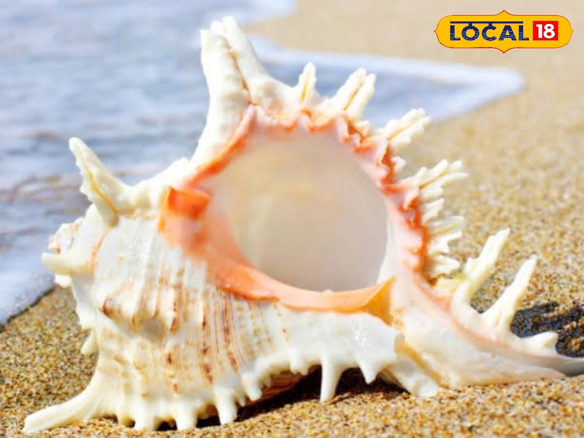 சங்கில் காது வைத்தால் எப்படி கடல் சத்தம் கேட்கிறது... ஆச்சரியப்பட வைக்கும் இந்த உண்மையை தெரிஞ்சுக்கோங்க... | தமிழ்நாடு போட்டோகேலரி - News18 தமிழ்