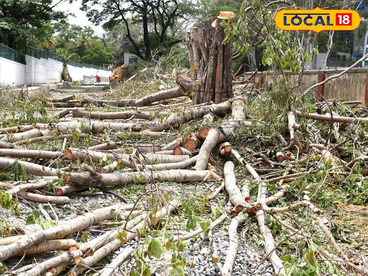அனுமதியின்றி மரங்களை வெட்டினால் புகார் தெரிவிக்கலாம் - சென்னை மாநகராட்சி அறிவிப்பு...  | Chennai Photogallery (சென்னை போட்டோகேலரி) - News18 தமிழ்