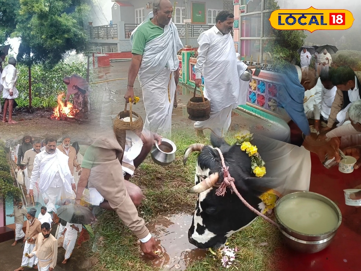 மாடுகளுக்கு உப்பு நீர் கொடுக்கும் பாரம்பரியம்.. கொட்டும் மழையிலும் குடை பிடித்து வழிபாடு.. | Nilgiris News (நீலகிரி செய்திகள்) - News18 தமிழ்