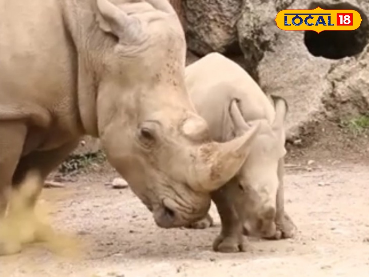 3,500 ஆண்டுகளுக்கு முன்பு கோவையில் காண்டாமிருகங்கள்...அடியோடு மாறும் வரலாறு | தமிழ்நாடு போட்டோகேலரி - News18 தமிழ்