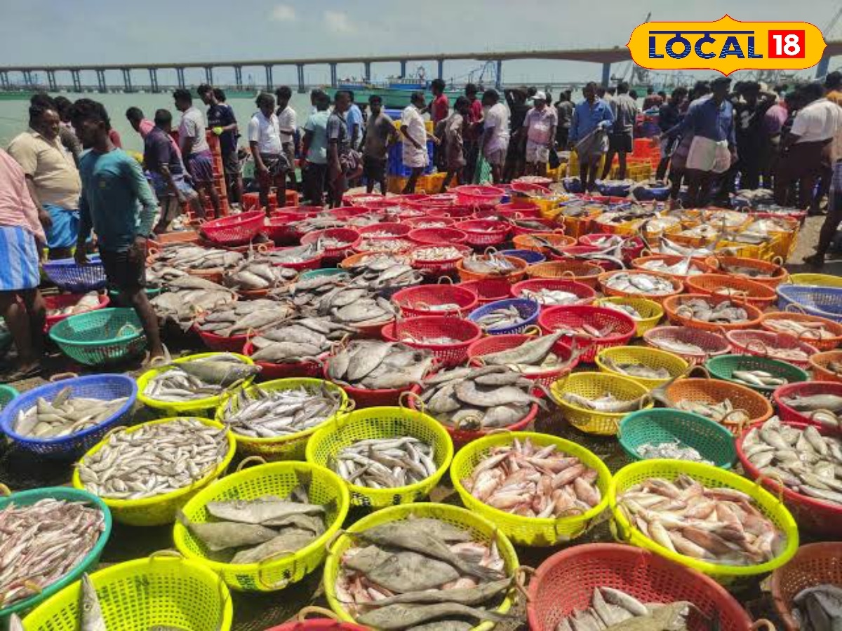 அல்டிமேட் டேஸ்ட் தரும் டாப் 5 மீன்கள்... விளையும் குறைவுதான்... எந்தெந்த மீனுன்னு தெரிஞ்சுக்கோங்க..! | லைப்ஸ்டைல் போட்டோகேலரி - News18 தமிழ்