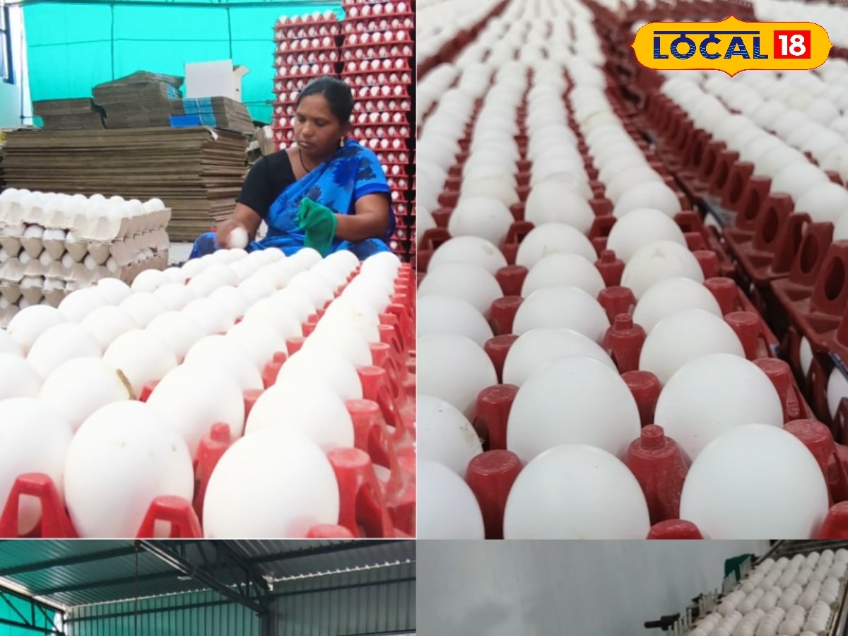 முட்டைக்கு வேண்டும் GST விலக்கு... கோழிப்பண்ணையாளர்களின் பட்ஜெட் எதிர்பார்ப்பு... | வணிகச் செய்திகள் - News18 தமிழ்