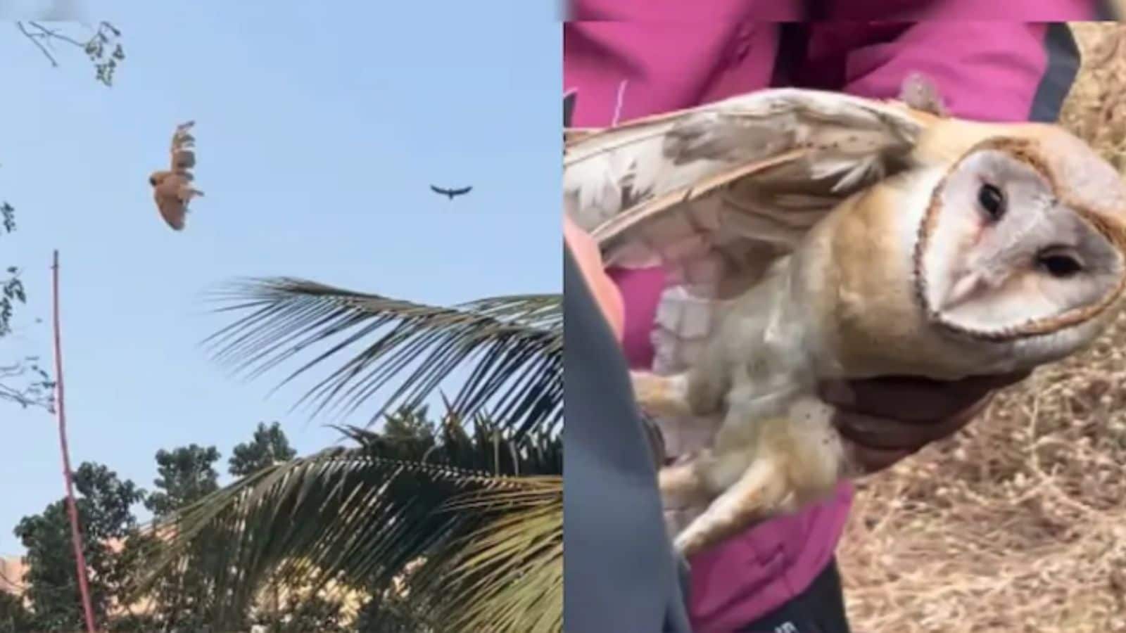 காத்தாடி நூலில் சிக்கிய ஆந்தையை மீட்ட தீயணைப்பு வீரர்கள்...! மனதைத் தொடும் வீடியோ வைரல்... | Trending News (ட்ரெண்டிங் செய்திகள்) - News18 தமிழ்