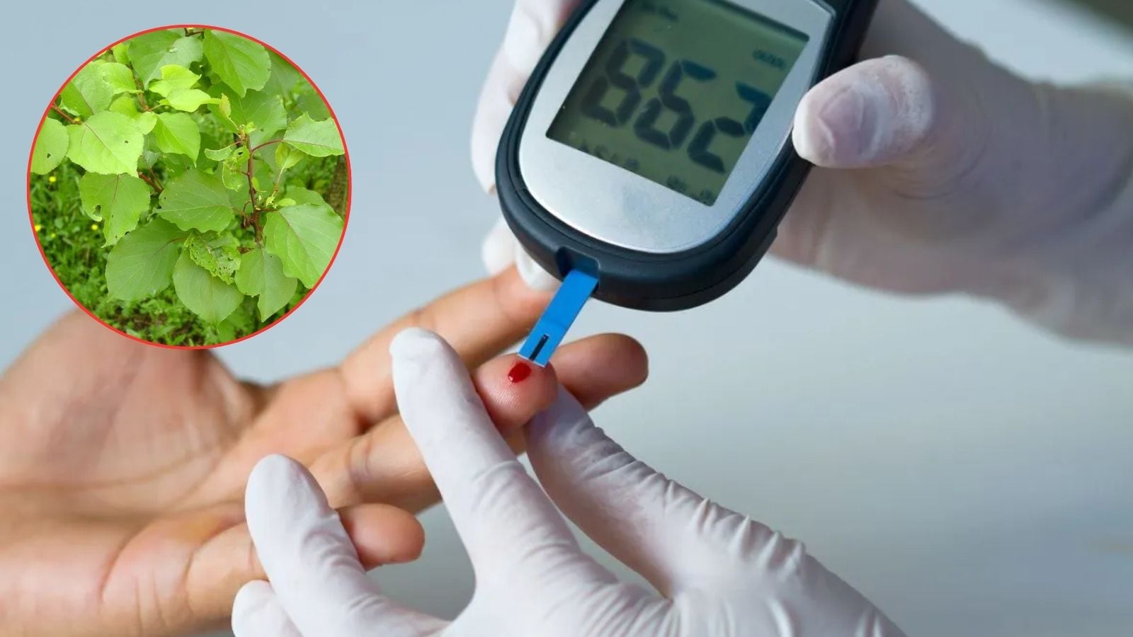 சர்க்கரை நோயை கட்டுப்படுத்தும் அதிசய இலை.. ஆச்சரியமூட்டும் மருத்துவ பலன்கள்.! | லைப்ஸ்டைல் போட்டோகேலரி - News18 தமிழ்
