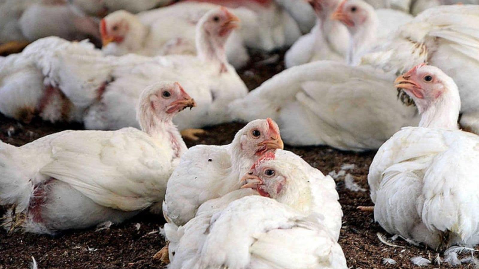 பறவைக்காய்ச்சல் எதிரொலி: கோழி இறைச்சி விற்பனையில் கடும் வீழ்ச்சி! | தமிழ்நாடு செய்திகள் (Tamil Nadu News) - News18 தமிழ்