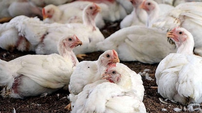 விண்ணைத் தொட்ட பிராய்லர் கறிக்கோழி விலை - ஒரு கிலோ எவ்வளவு தெரியுமா?