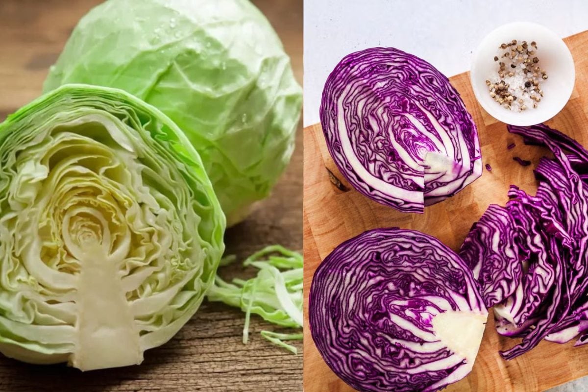 வெள்ளை நிற முட்டைகோஸ் VS ஊதா நிற முட்டைகோஸ்.. இரண்டுக்கும் என்ன வித்தியாசம்..? எதில் ஊட்டச்சத்து அதிகம்..?