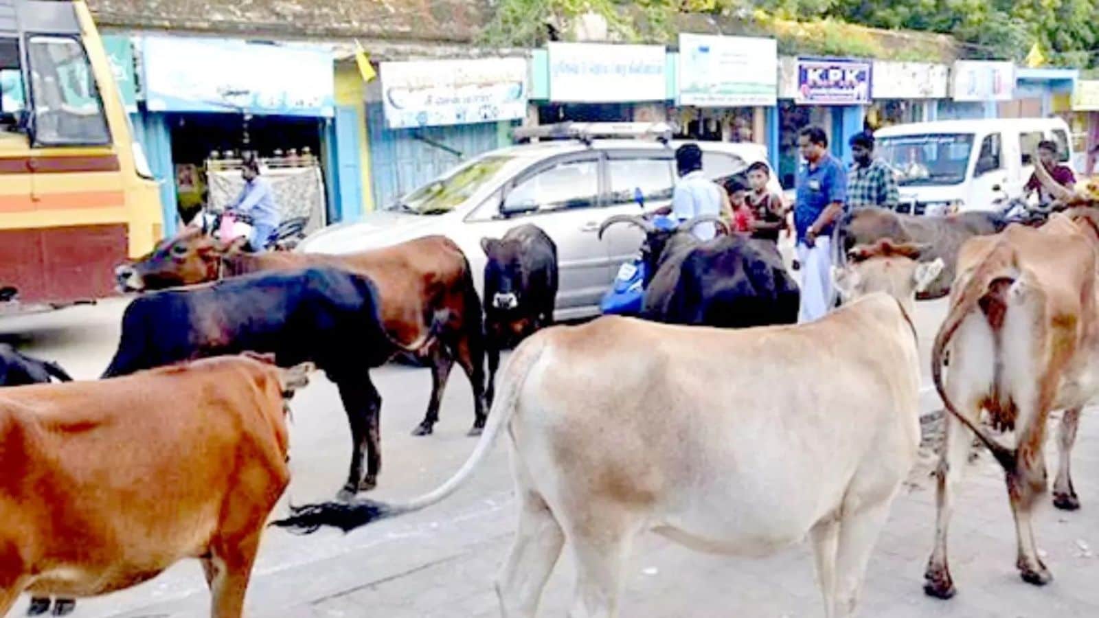 பொது இடங்களில் மாடுகளின் நடமாட்டம்.. உரிமையாளர்களுக்கு செக்... சென்னை மாநகராட்சி அதிரடி அறிவிப்பு! | தமிழ்நாடு போட்டோகேலரி - News18 தமிழ்