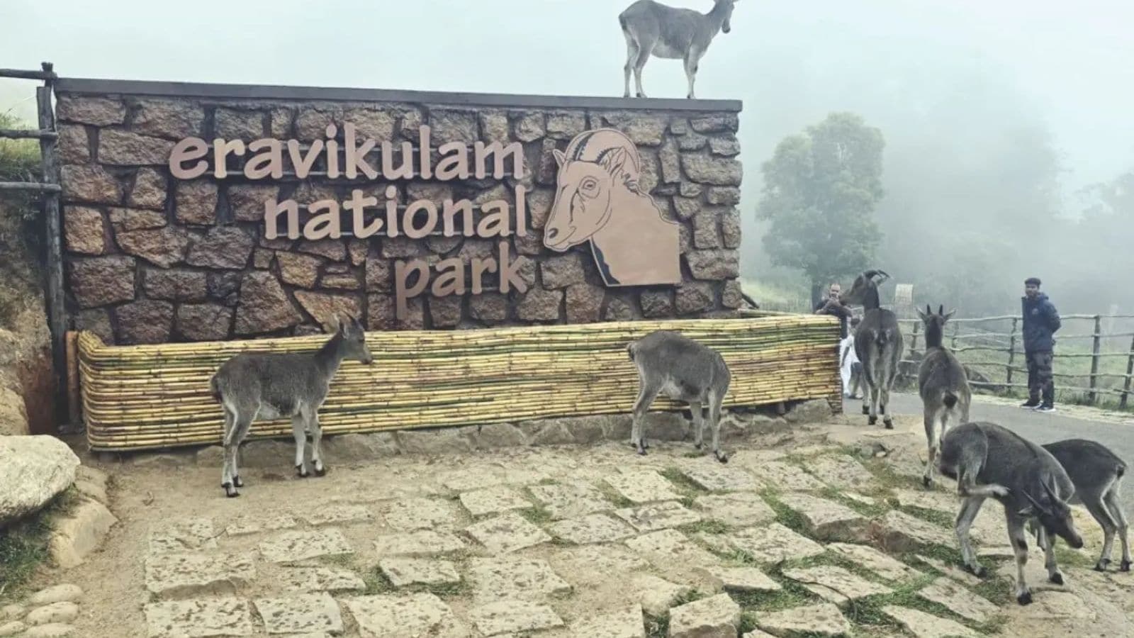 இரவிகுளம் தேசியப் பூங்காவில் 2 மாதம் சுற்றுலா பயணிகள் செல்ல தடை! | தமிழ்நாடு செய்திகள் (Tamil Nadu News) - News18 தமிழ்