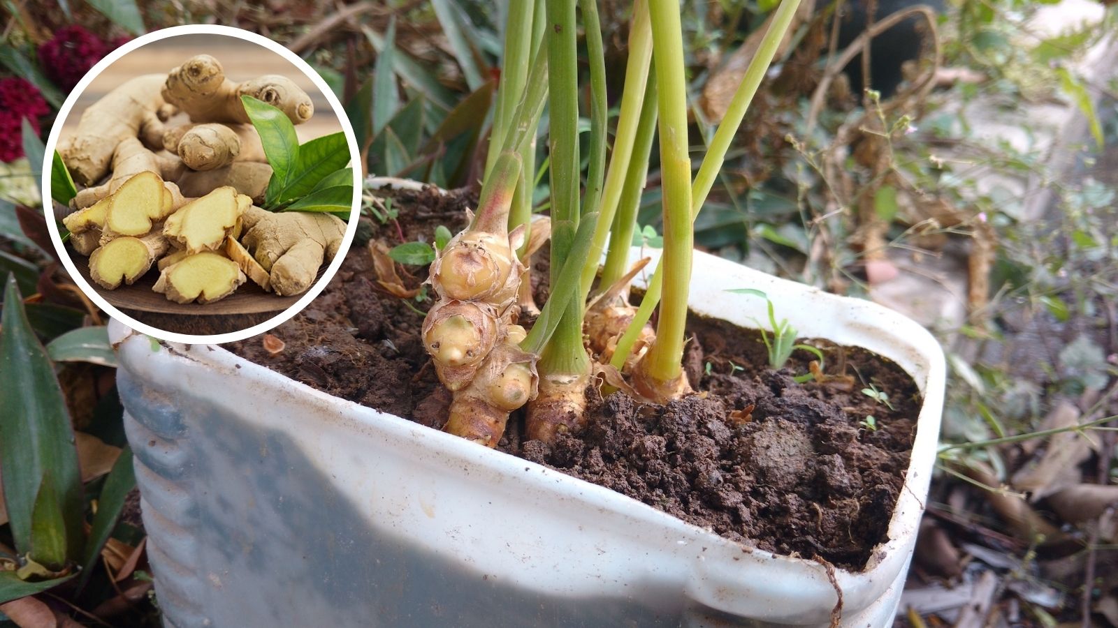 உங்க வீட்டு பால்கனி தொட்டியிலேயே இஞ்சி செடி வளர்க்கலாம்.. இந்த முறைகளை மட்டும் ஃபாலோ பண்ணுங்க.. | லைப்ஸ்டைல் போட்டோகேலரி - News18 தமிழ்