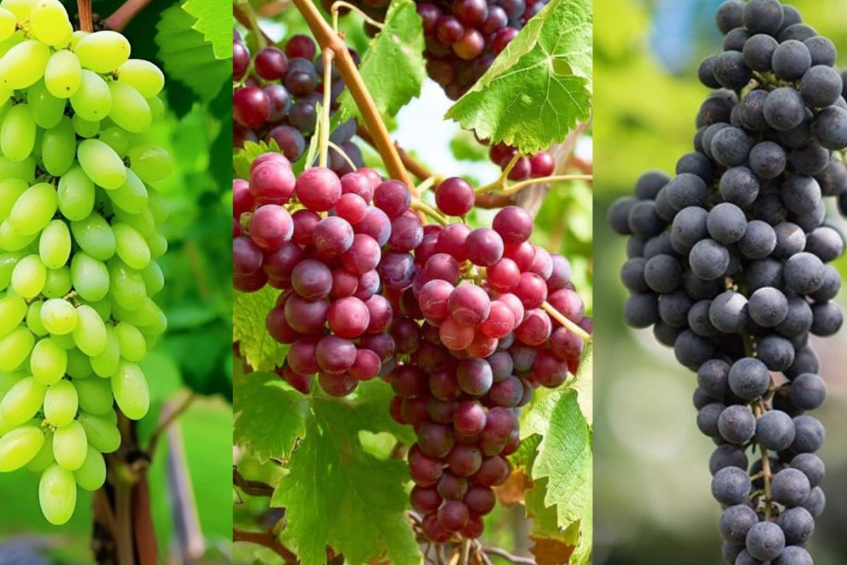 திராட்சை வாங்கும்போது இந்த விஷயங்களை கவனிச்சு வாங்குங்க.. புளிப்பான பழங்கள் வாங்குவதை தவிர்க்கலாம்.!