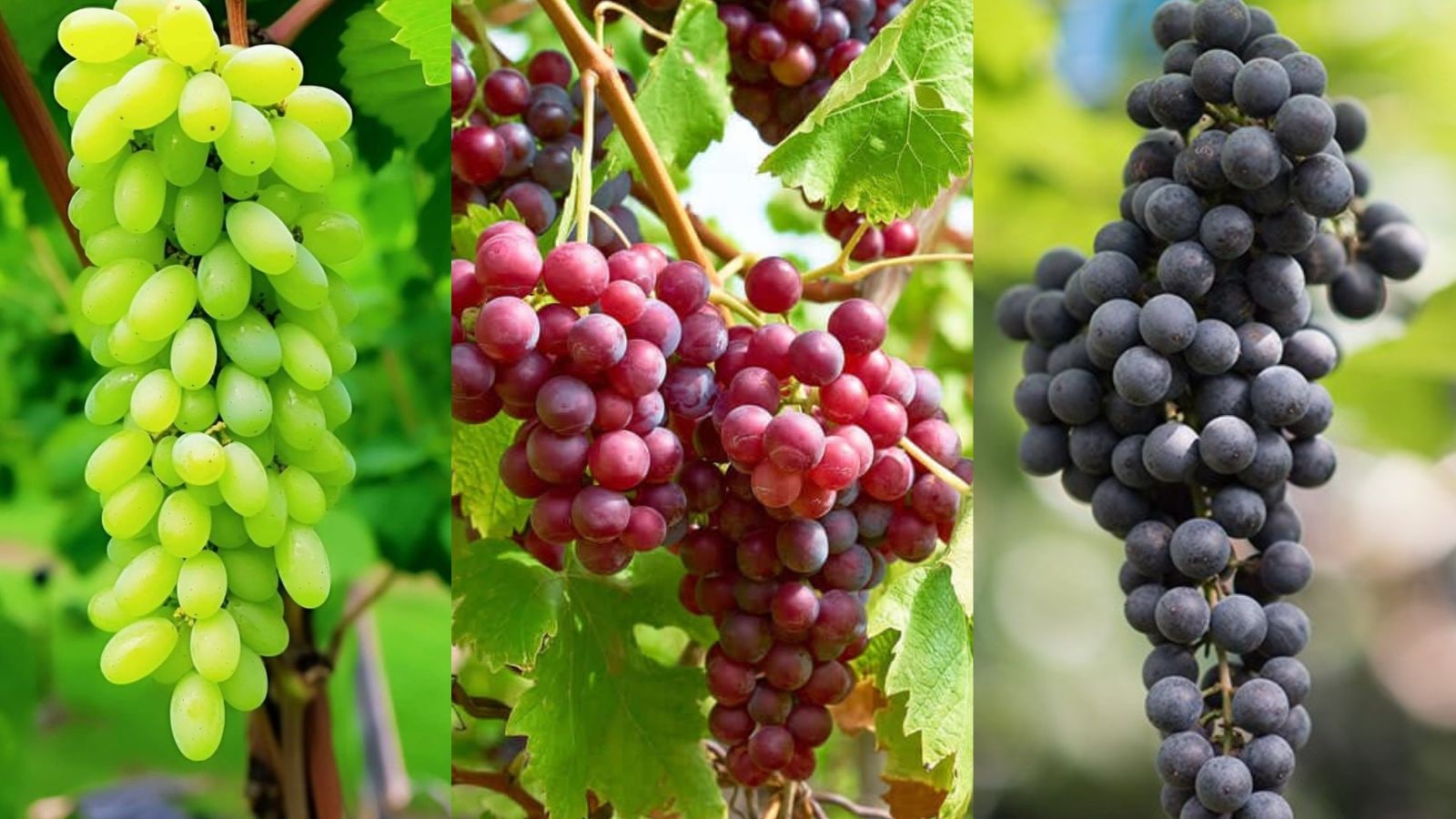 திராட்சை வாங்கும்போது இந்த விஷயங்களை கவனிச்சு வாங்குங்க.. புளிப்பான பழங்கள் வாங்குவதை தவிர்க்கலாம்.! | லைப்ஸ்டைல் போட்டோகேலரி - News18 தமிழ்