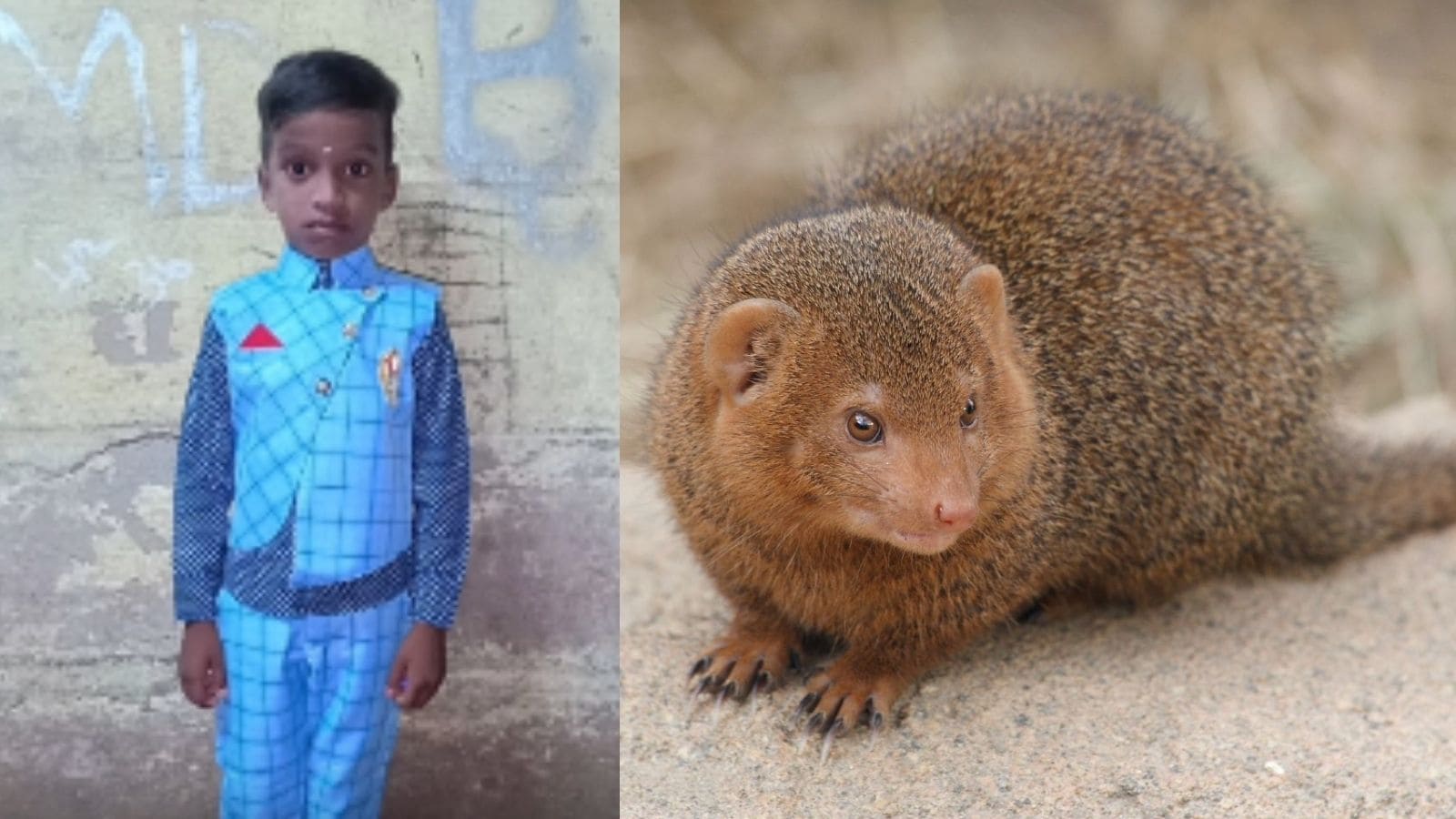 கீரிப்பிள்ளை கடித்து சிறுவன் உயிரிழப்பு? திருவாரூரில் அதிர்ச்சி! | தமிழ்நாடு செய்திகள் (Tamil Nadu News) - News18 தமிழ்