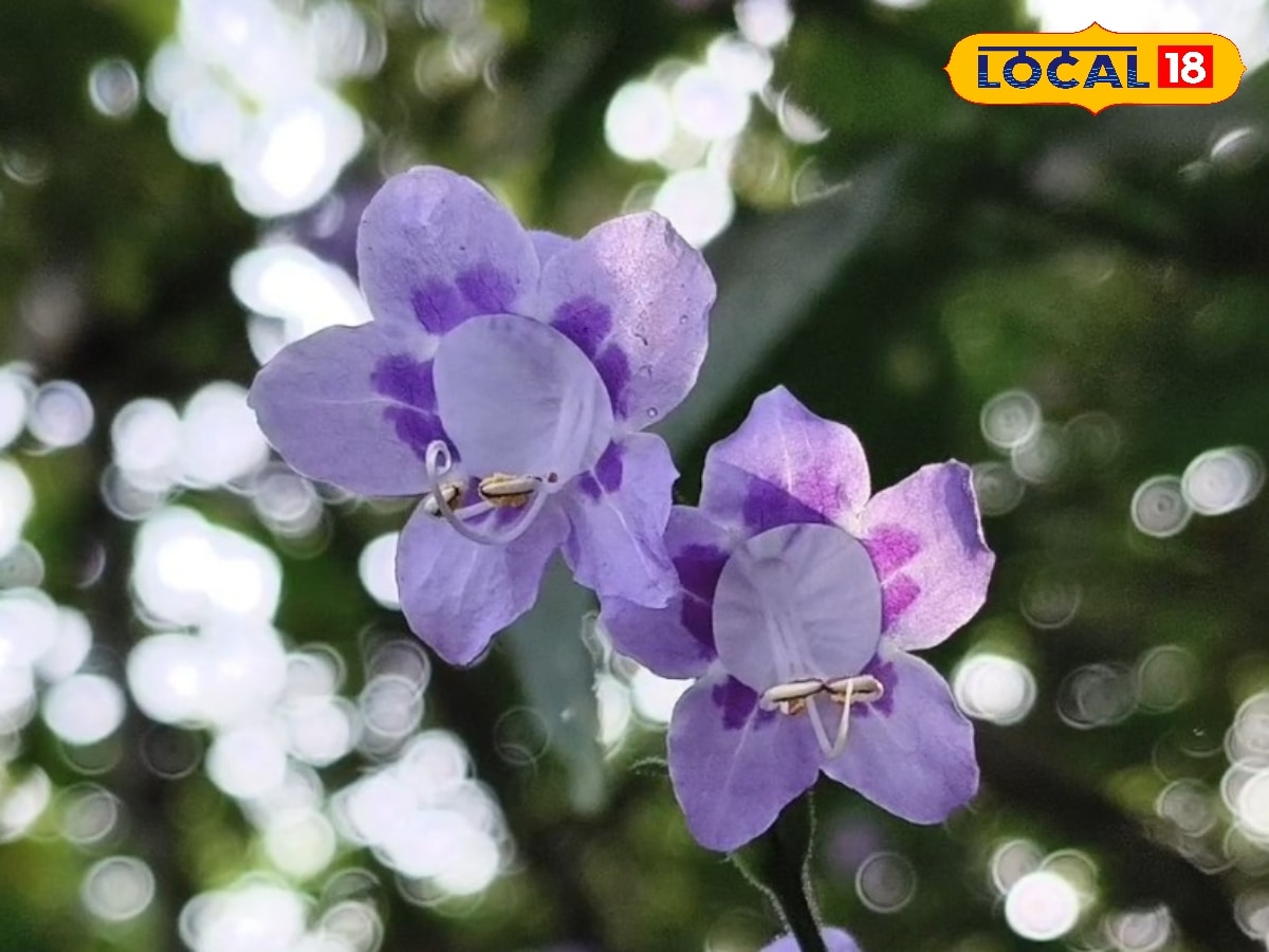 7 ஆண்டுக்கு ஒருமுறை பூக்கும் அரிய குறிஞ்சி பூ... சிறுமலையில் கண்டு ரசித்த மக்கள்... | திண்டுக்கல் செய்தி - News18 தமிழ்