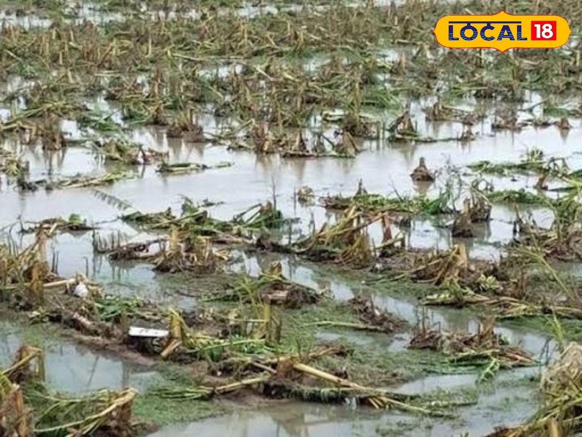 விவசாயிகளுக்கு நேரடி நிதி உதவி… பயிர் சேத இழப்பீடு வங்கிக் கணக்கில் செலுத்த முடிவு... | Agriculture Stories Photogallery (வேளாண்மை போட்டோகேலரி) - News18 தமிழ்