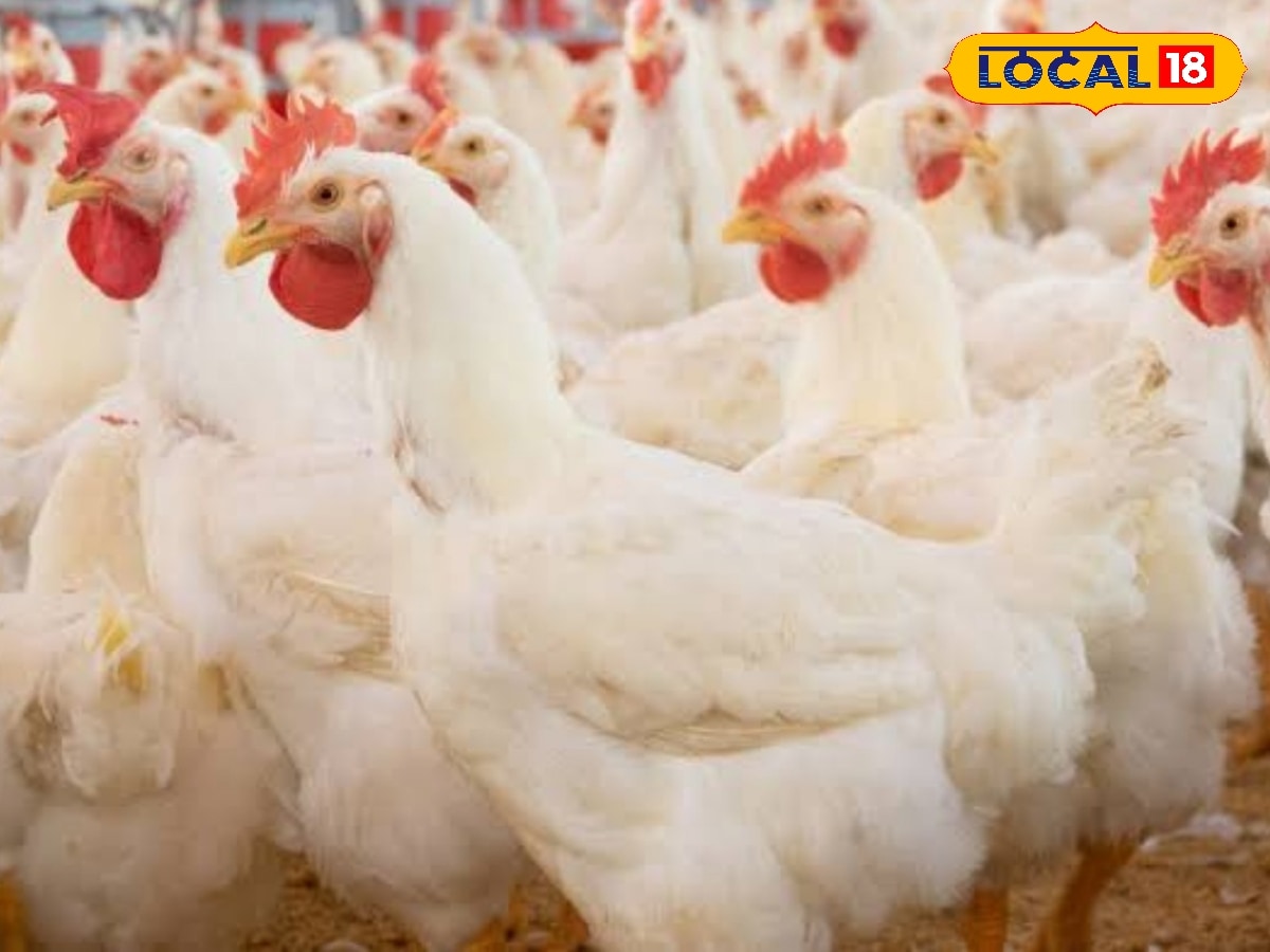 Broiler vs Leghorn: சிக்கன் விலை ஏறினாலும் கவலை வேண்டாம்... இந்த சீக்ரெட் தெரிஞ்சா போதும்... | உணவு போட்டோகேலரி - News18 தமிழ்