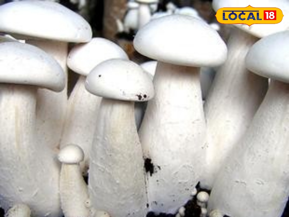 வாருமானம் அள்ளி தரும் மஷ்ரூம் கல்டிவேஷன்... காளான் வளர்ப்புக்கு ரூ. 12 லட்சம் வரை மானியம் பெறலாம்... | வணிகம் போட்டோகேலரி - News18 தமிழ்