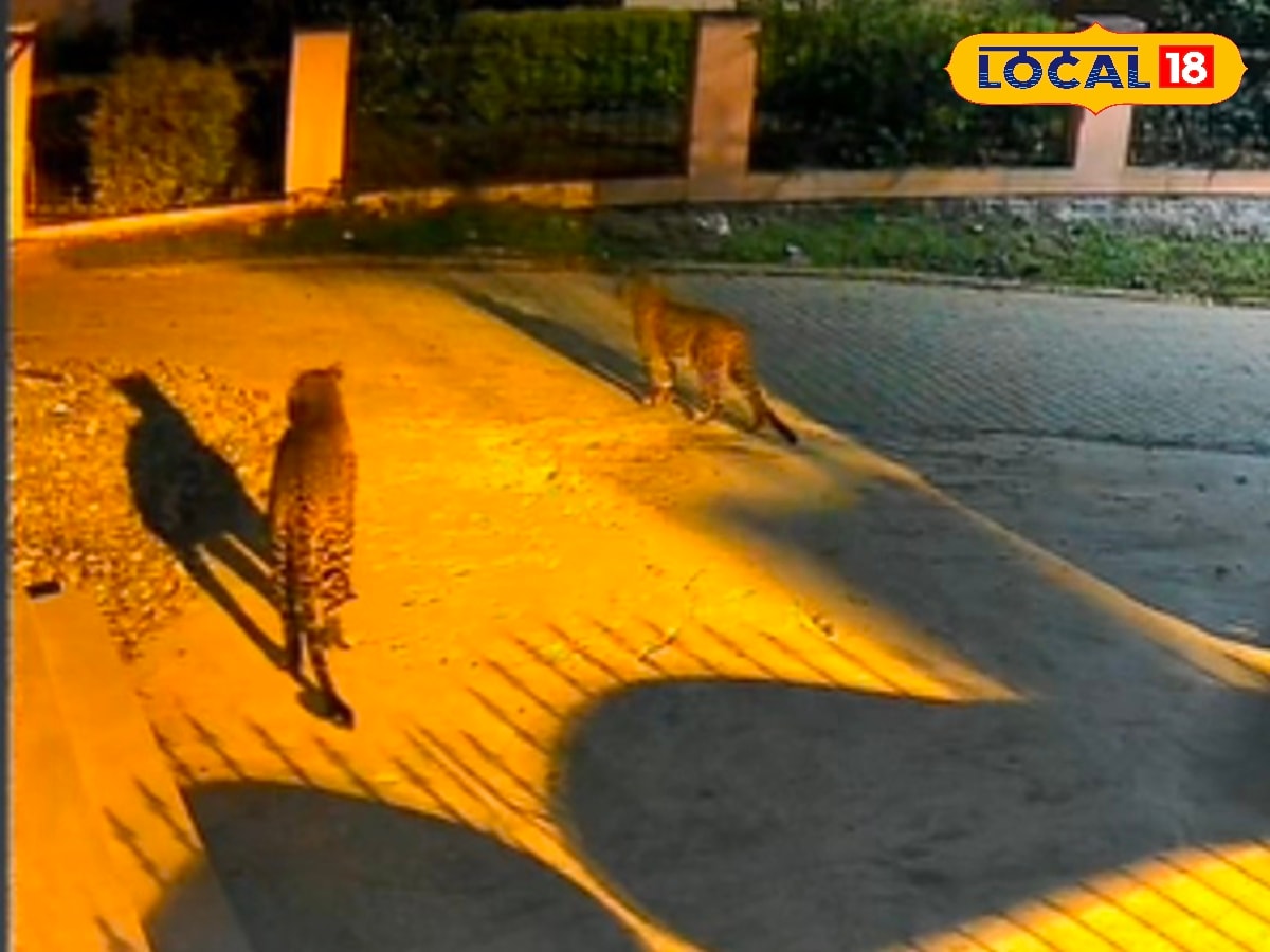 ஊருக்குள் ஜோடியா வலம் வரும் சிறுத்தைகள்... பதற வைக்கும் CCTV காட்சிகள்... | Nilgiris News (நீலகிரி செய்திகள்) - News18 தமிழ்