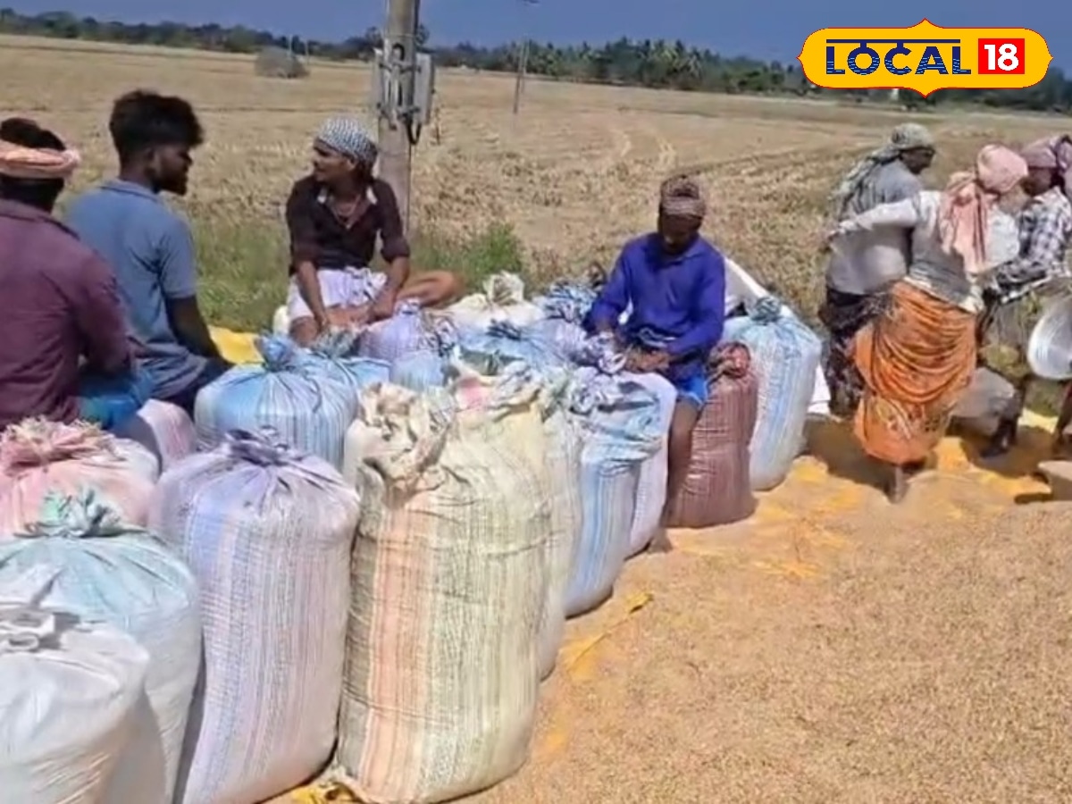 செம்பனார்கோயிலில் சம்பா அறுவடை... ஒரே நாளில் 650 குவிண்டால் நெல் கொள்முதல்... | மயிலாடுதுறை செய்திகள் (Mayiladuthurai News) - News18 தமிழ்