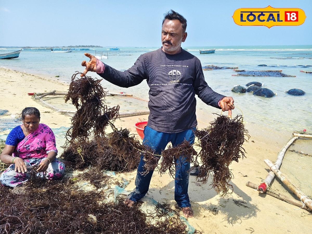 27 வருடமாக கடலில் விவசாயம்.. மீனவர்களின் மாற்றுத் தொழிலாக கைகொடுக்கும் கடல்பாசி வளர்ப்பு..!