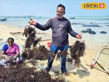 கடல்பாசி